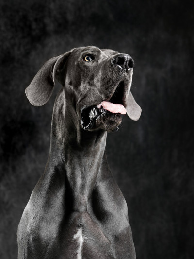 大丹犬抬头看