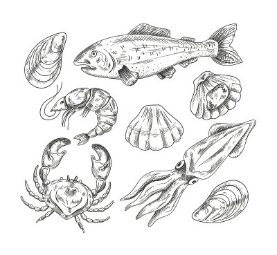 海鲜软体动物鲑鱼鱼虾贝壳螃蟹手draen铅笔素描孤立在白色背景设置。矢量平面设计现代风格插图