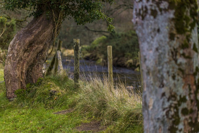 爱尔兰Wicklow Co. Glendalough草地溪边小径