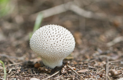 蘑菇