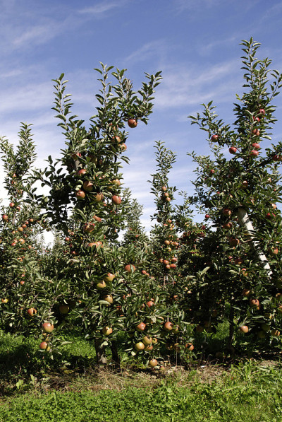 苹果种植园里有成熟果实的德国Braeburn品种。