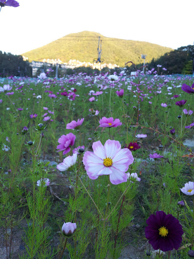 宇宙的花