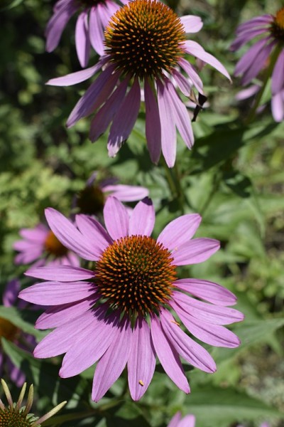 紫锥花，紫锥花，开花