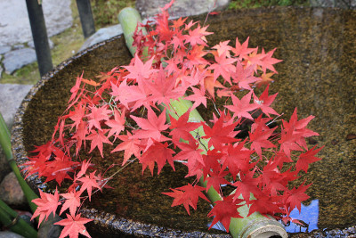 紅葉の葉と竹