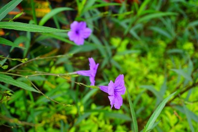 紫红晚香玉花