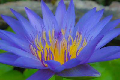 荷花在池塘里