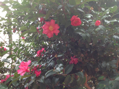 春天的花朵,东京