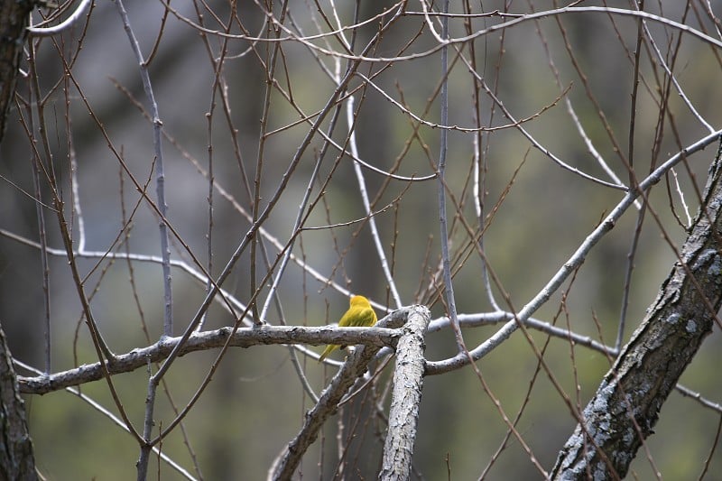 Yellow warbler during spring migration in Ontario 