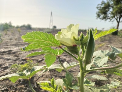 凤仙花、秋葵花木照片