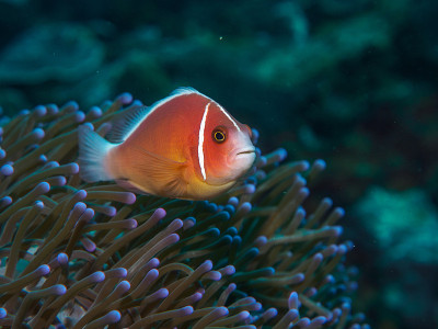 海葵鱼和海葵