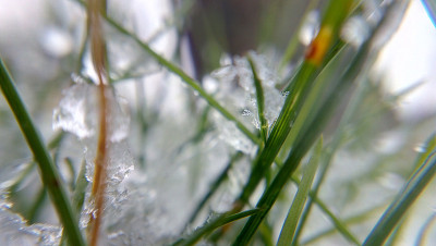 小草和雪下