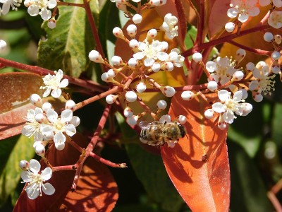 红叶石楠花和蜜蜂