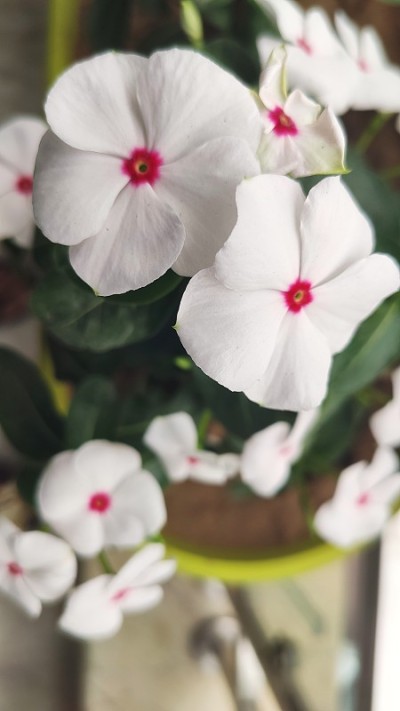 长春花是一种生长低矮的多年生植物(Catharanthus roseus)，原产于马达加斯加，开粉红