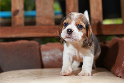 小猎犬小狗坐在木椅上玩耍