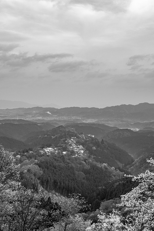 (单调)日本奈良吉野山上的樱花在早晨盛开