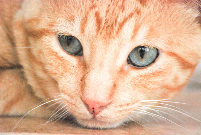 猫