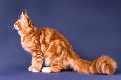 灰色背景上的缅因猫。