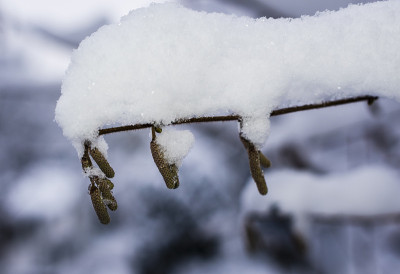 雪覆盖着有花期的榛树枝