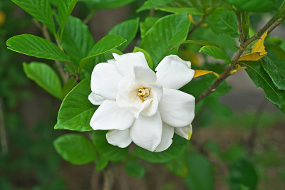 栀子花