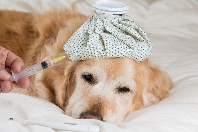 金毛犬冷