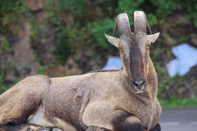 Nilgiri Tahr