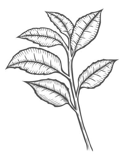 茶树插图