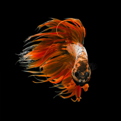 Crowntails