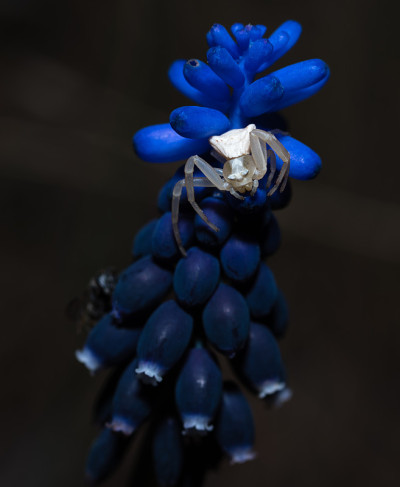 近景照片:杏黄花上的白蟹蜘蛛