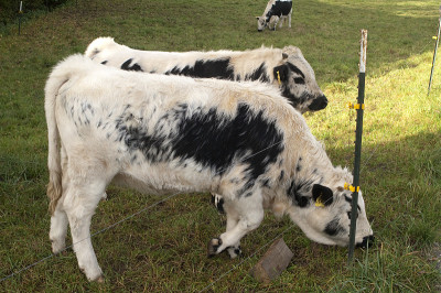 牛肉;piebald;Puster谷