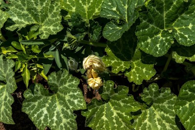 夏日花园里的黄花西葫芦