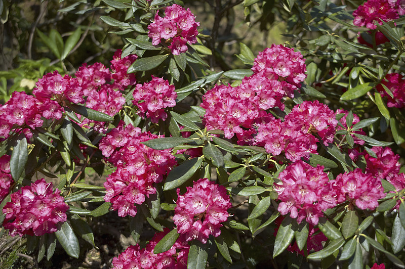 红杜鹃花