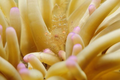水下海洋生物