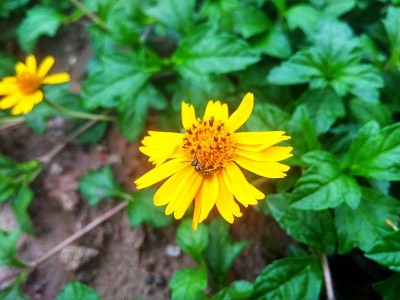 一朵花的爱