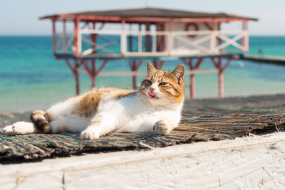 可爱的猫在黑海在敖德萨