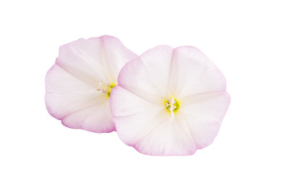 旋花类花孤立
