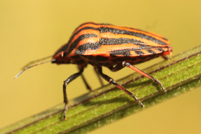 丑角虫（Graphosoma lineatum）