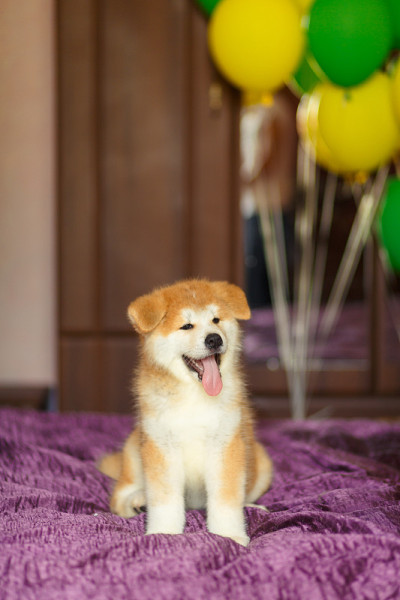 快乐的秋田犬狗庆祝他在新家庭的收养。