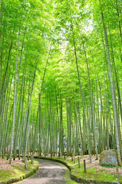 竹林