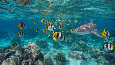 太平洋热带鱼、鲨鱼和黄貂鱼