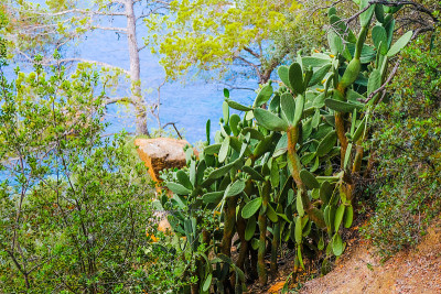 仙人掌属植物仙人掌。仙人掌属植物仙人掌植物。多刺梨水果，西班牙。