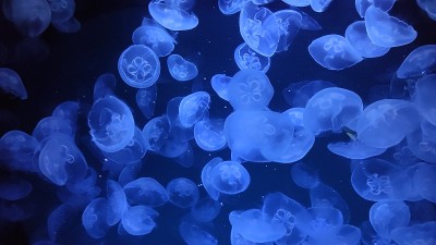 阳光下的水母
