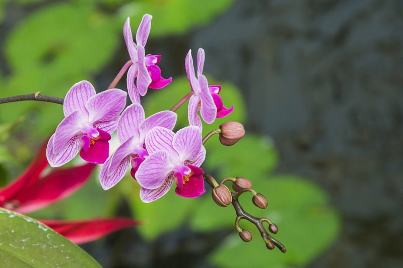 兰花的花