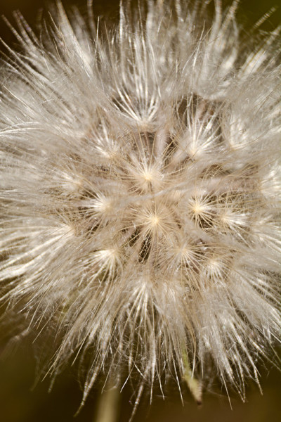白色的花在绿色的背景上
