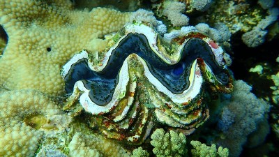 双壳贝类最大蚌或小巨蚌(最大砗磲)，生活在红海