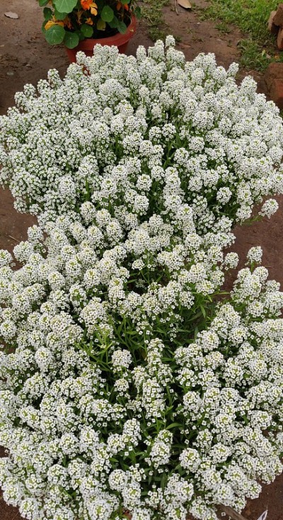 花矮牵牛花，洋蓟和石竹