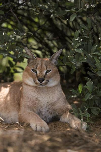 野猫，野猫，成年野猫下蛋