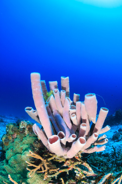 碘海绵在礁石上