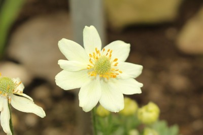 “黄银莲花”花-银莲花