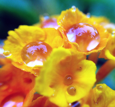 椰子树上的小花倒映着雨滴。
