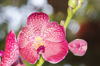 vanda orchid